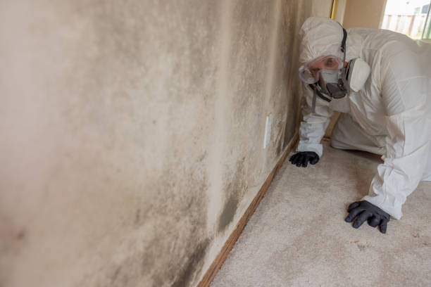 Best Asbestos and Lead Testing During Mold Inspection  in Woodlyn, PA